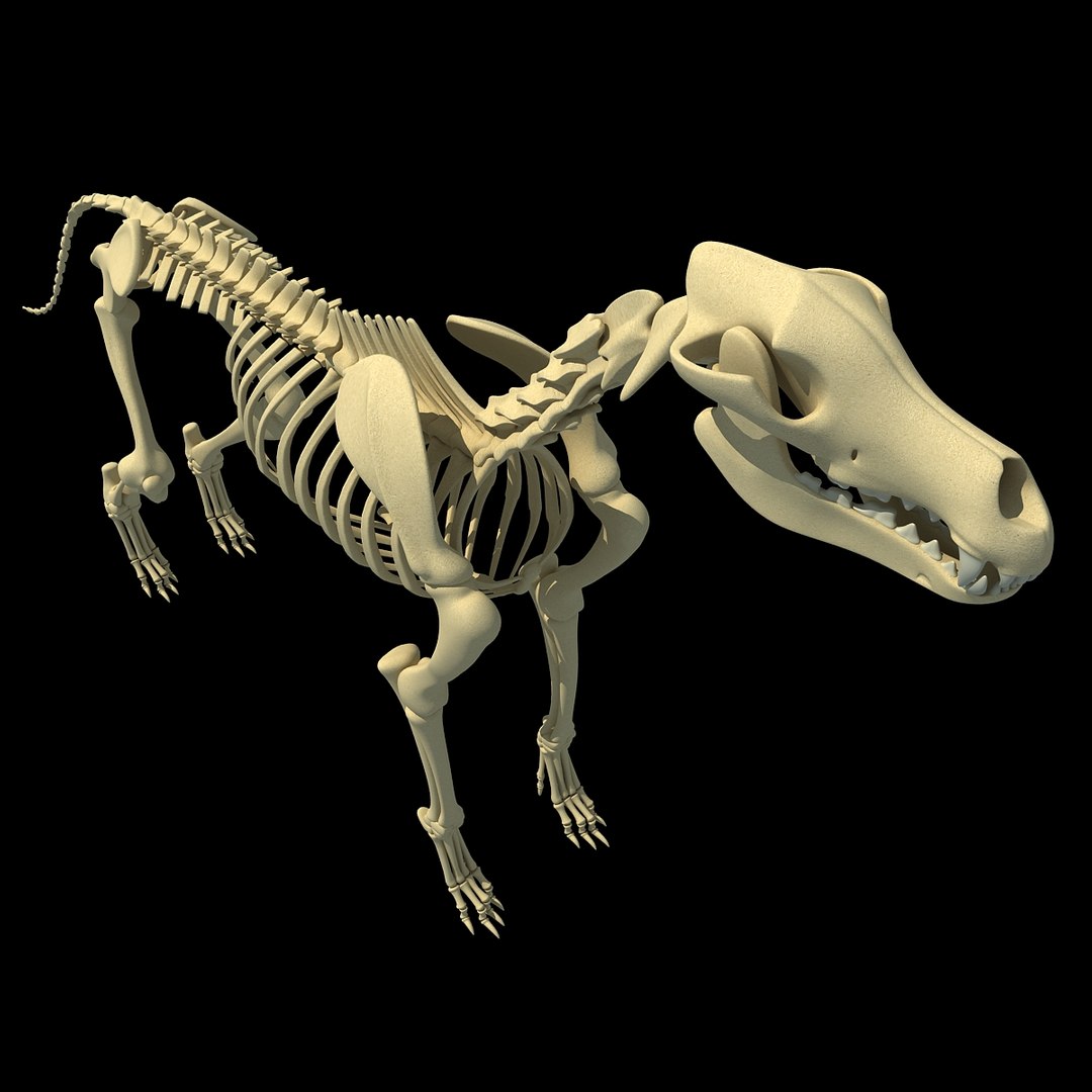 cow skeleton dog animal 3ds https://p.turbosquid.com/ts-thumb/5J/5bYiUL/vkE8sGGe/skeleton23/jpg/1388362186/1920x1080/fit_q87/ef182209f219b39ef822dae8f14c48e039817f8e/skeleton23.jpg