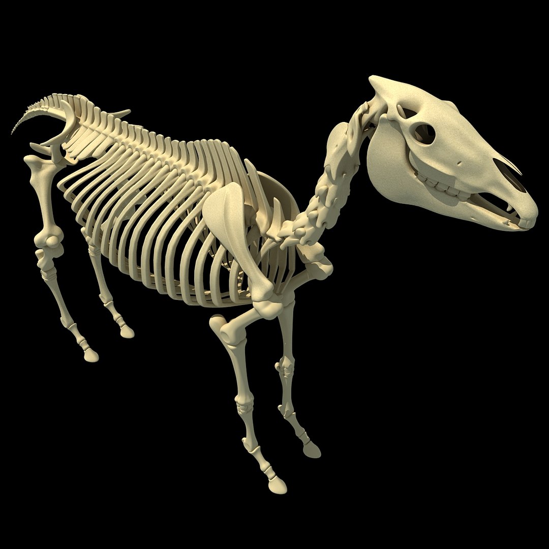 cow skeleton dog animal 3ds https://p.turbosquid.com/ts-thumb/5J/5bYiUL/y95ATLfI/skeleton35/jpg/1388362187/1920x1080/fit_q87/d86ad5ed4fdfa1a943c6a4cf4200c468ce0847d2/skeleton35.jpg
