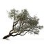Set of Ghaf or Jand Tree - 2 Trees