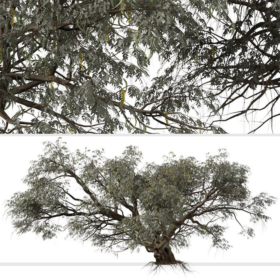 3D Set of Ghaf or Jand Tree - 2 Trees https://p.turbosquid.com/ts-thumb/5J/7tdD2w/IO/ghaftree1/jpg/1668764268/1920x1080/fit_q87/b728e1f5007be063381f1363ef5cb48300397e8c/ghaftree1.jpg