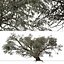 Set of Ghaf or Jand Tree - 2 Trees