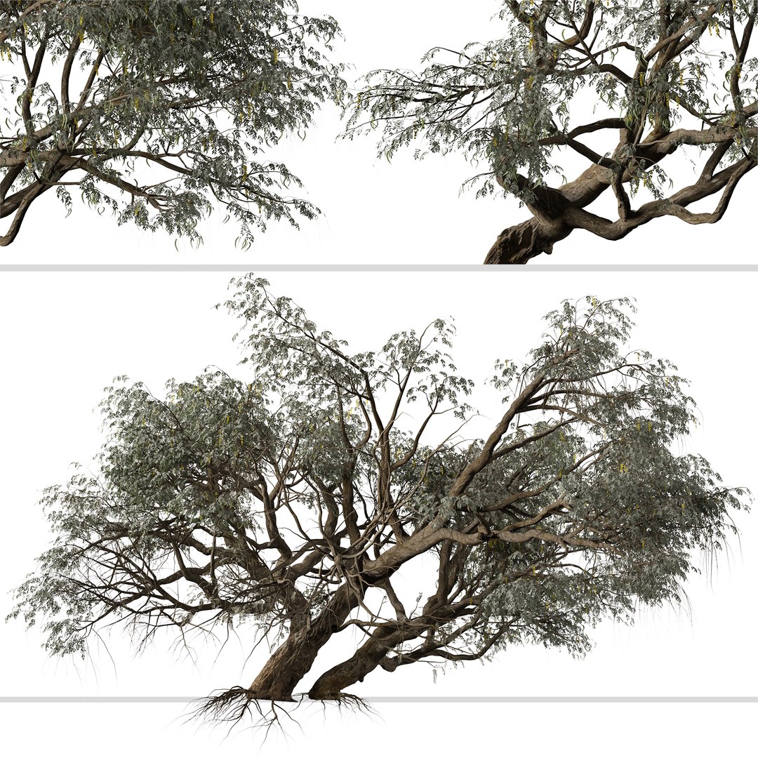3D Set of Ghaf or Jand Tree - 2 Trees https://p.turbosquid.com/ts-thumb/5J/7tdD2w/IW/ghaftree3/jpg/1668764263/1920x1080/fit_q87/6c41b8219e161f5b6e00ab5b4ef6ce6276d9c635/ghaftree3.jpg