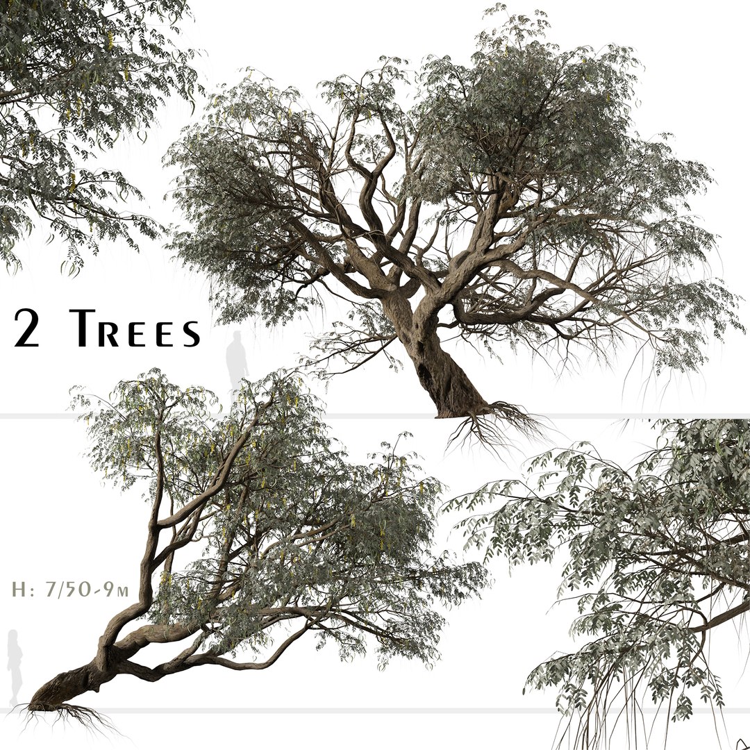 3D Set of Ghaf or Jand Tree - 2 Trees https://p.turbosquid.com/ts-thumb/5J/7tdD2w/sU/ghaftreeset/jpg/1668764266/1920x1080/fit_q87/825d859d8e55e3796d33a0085036f2e83182b461/ghaftreeset.jpg