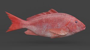 3D Red Snapper Fish
