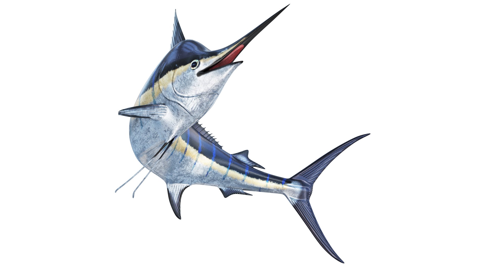 Marlin fish 3D - TurboSquid 2145935