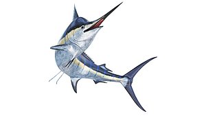 Marlin fish