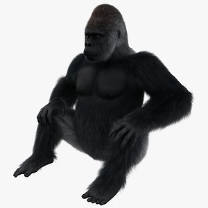 Gorilla Pose 3 Fur