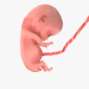 10 Weeks Human Fetus 3D model