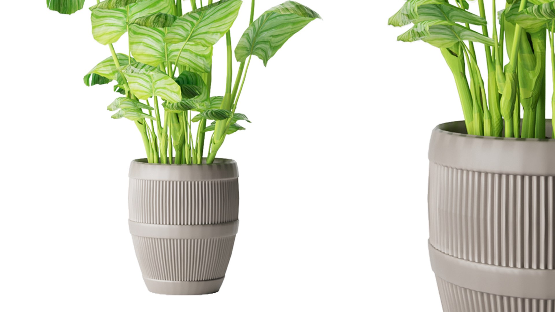 Collection plant vol 4 3D model https://p.turbosquid.com/ts-thumb/5K/IH8Qdb/9o/6/jpg/1646509653/1920x1080/fit_q87/d08cb486fee1e90fcfae3b2dde31c6bd7f7d2dd3/6.jpg