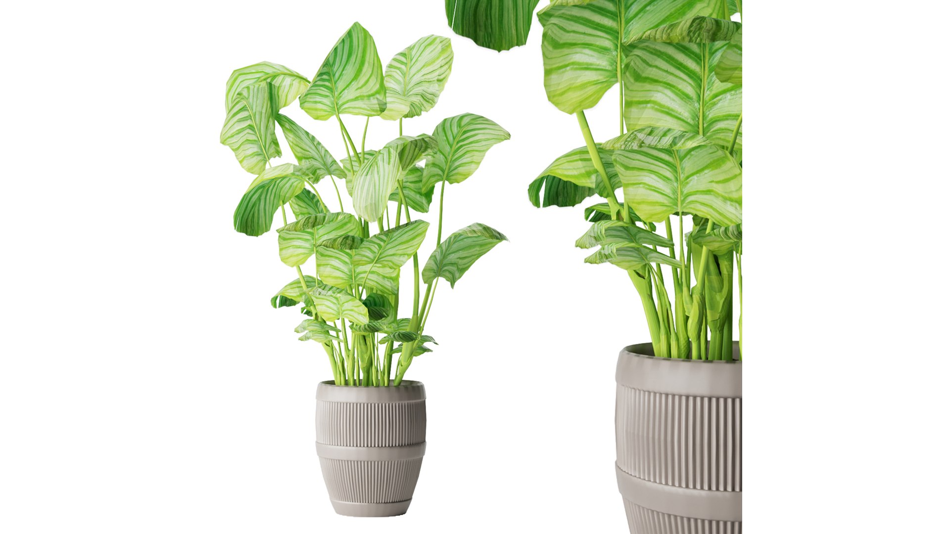 Collection plant vol 4 3D model https://p.turbosquid.com/ts-thumb/5K/IH8Qdb/ON/3/jpg/1646509475/1920x1080/fit_q87/fcd87d81178e9084b42c74975d378fa91221a877/3.jpg