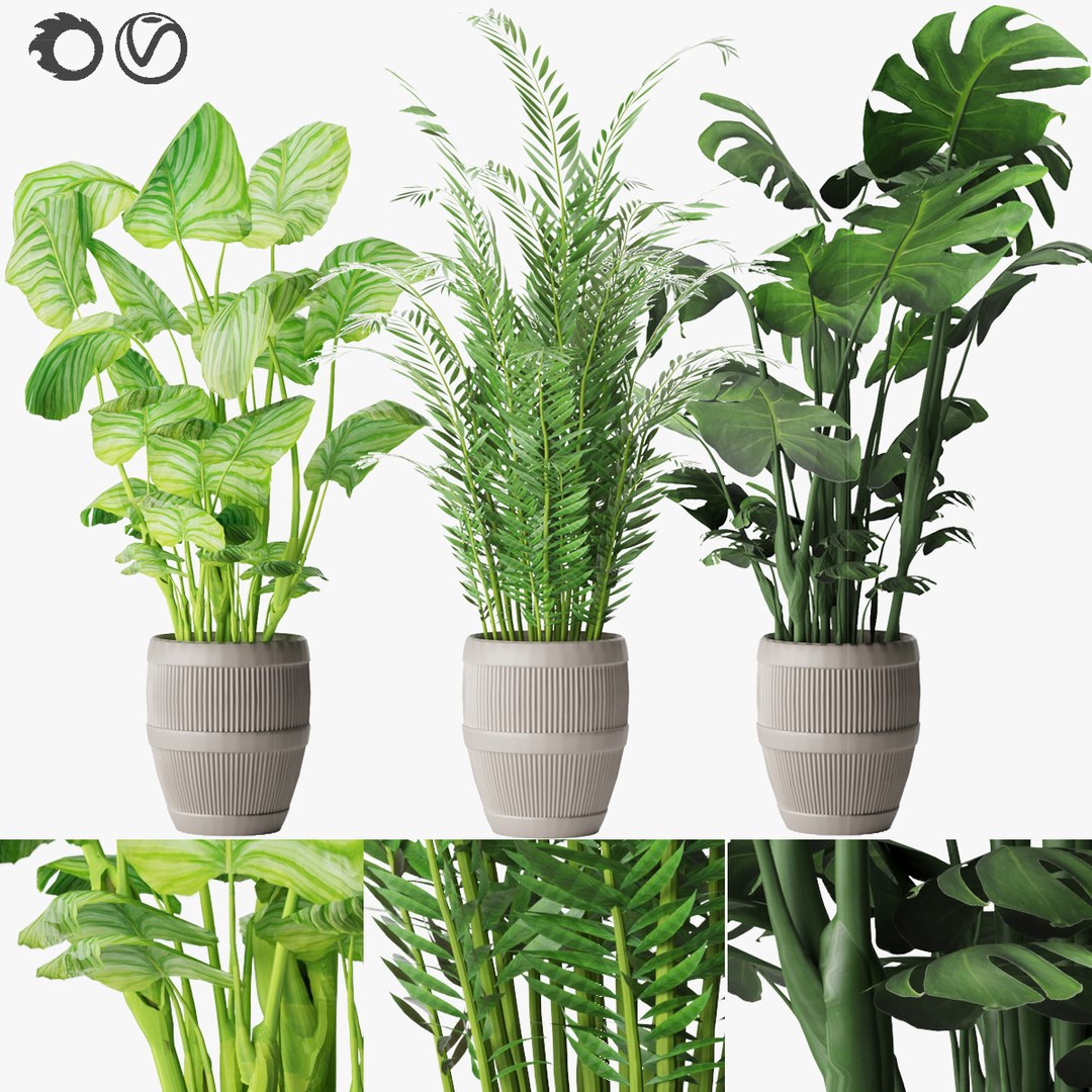 Collection plant vol 4 3D model https://p.turbosquid.com/ts-thumb/5K/IH8Qdb/tk/1/jpg/1646509922/1920x1080/fit_q87/2e7836050e8b2faa47cadccbf56c6fc4cfab914b/1.jpg
