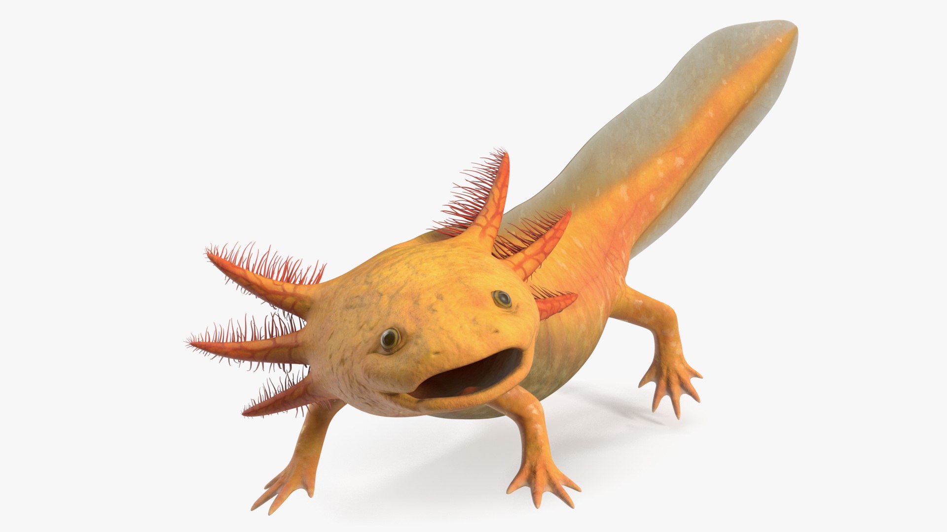 Gold Albino Axolotl Rigged 3D model preview