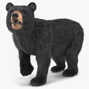 3D Young Black Bear Fur Rigged