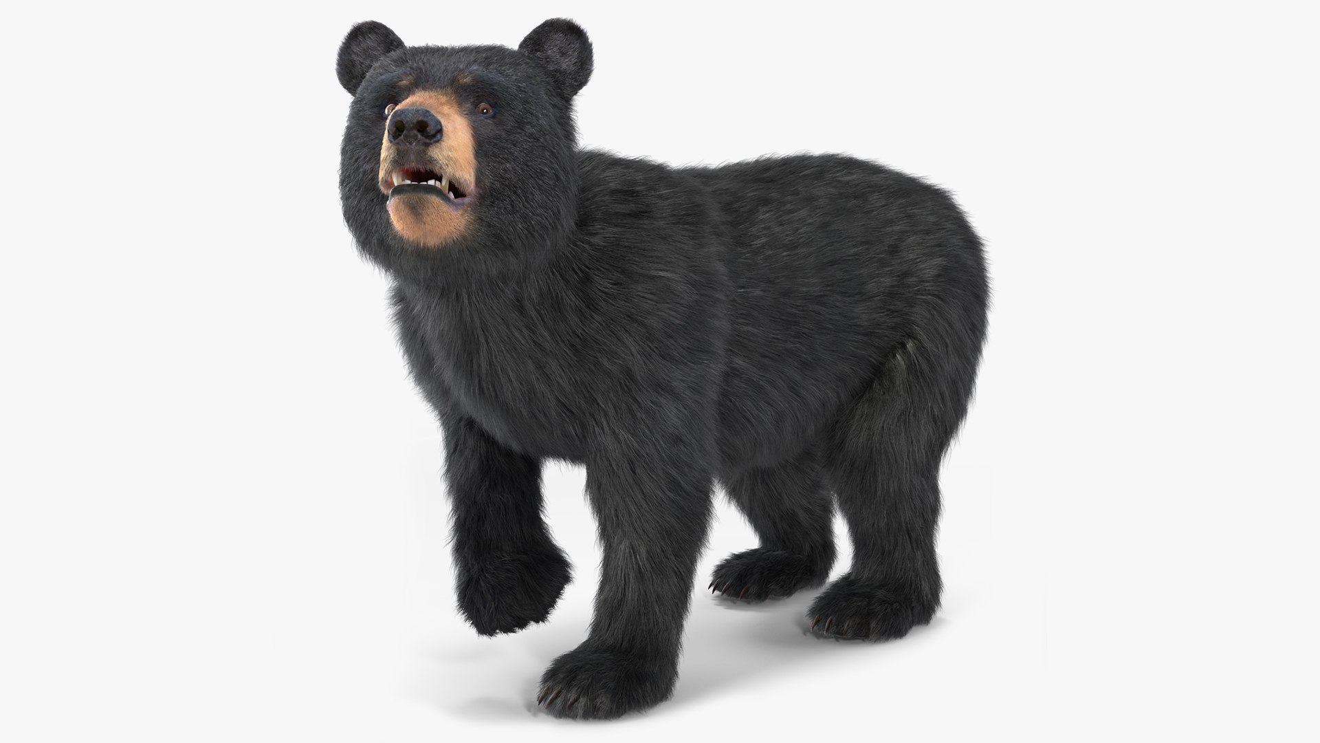 Young Black Bear Fur Rigged 3D model preview