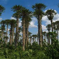 Prehistoric Conifer Trees Collection Arucaria