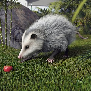 3D Opossum Eating Fur Animated Rigged for Cinema 4D