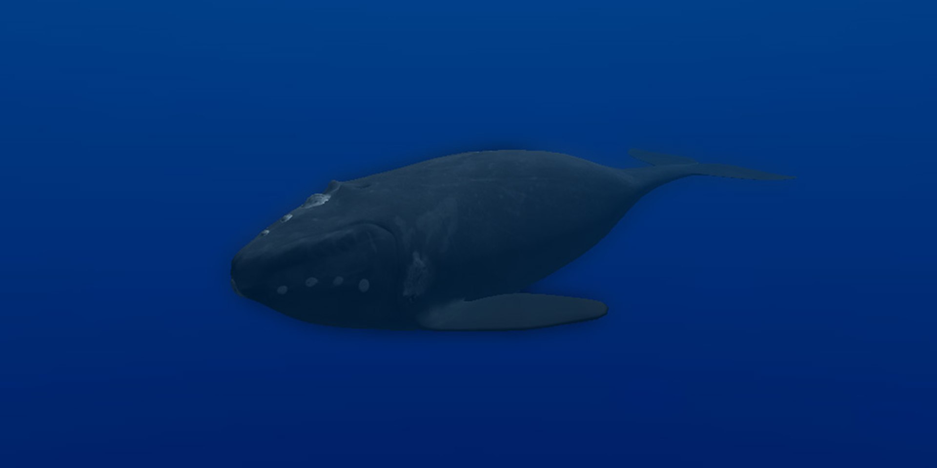 animal sea 3ds https://p.turbosquid.com/ts-thumb/5K/lSkx67/2Rg7UgqW/06/jpg/1403782407/1920x1080/fit_q87/d9f5ba5d9bffc454346fc2499661965c202ec2dc/06.jpg