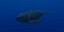 Rigged Sea Animals II