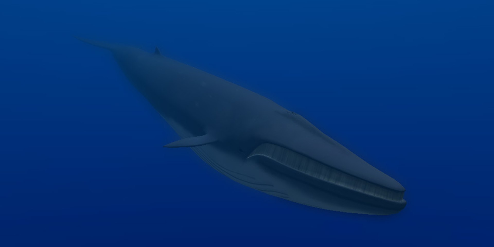 animal sea 3ds https://p.turbosquid.com/ts-thumb/5K/lSkx67/Emp22x8l/03/jpg/1403782407/1920x1080/fit_q87/3f63fcecbae085df15460e49b8cc8280b95ce7c5/03.jpg