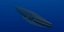 Rigged Sea Animals II