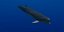 Rigged Sea Animals II