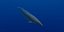 Rigged Sea Animals II