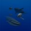 Rigged Sea Animals II