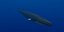 Rigged Sea Animals II
