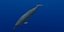 Rigged Sea Animals II