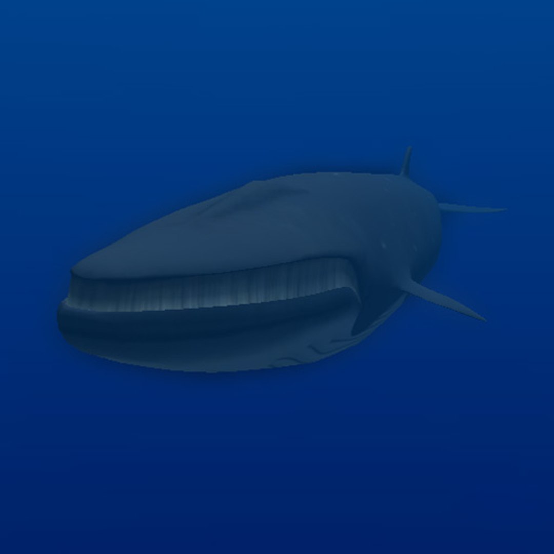 animal sea 3ds https://p.turbosquid.com/ts-thumb/5K/lSkx67/pOjJFrDN/11/jpg/1403782407/1920x1080/fit_q87/3bac5de8a811f699a7449d3e1156b4695c5cb098/11.jpg