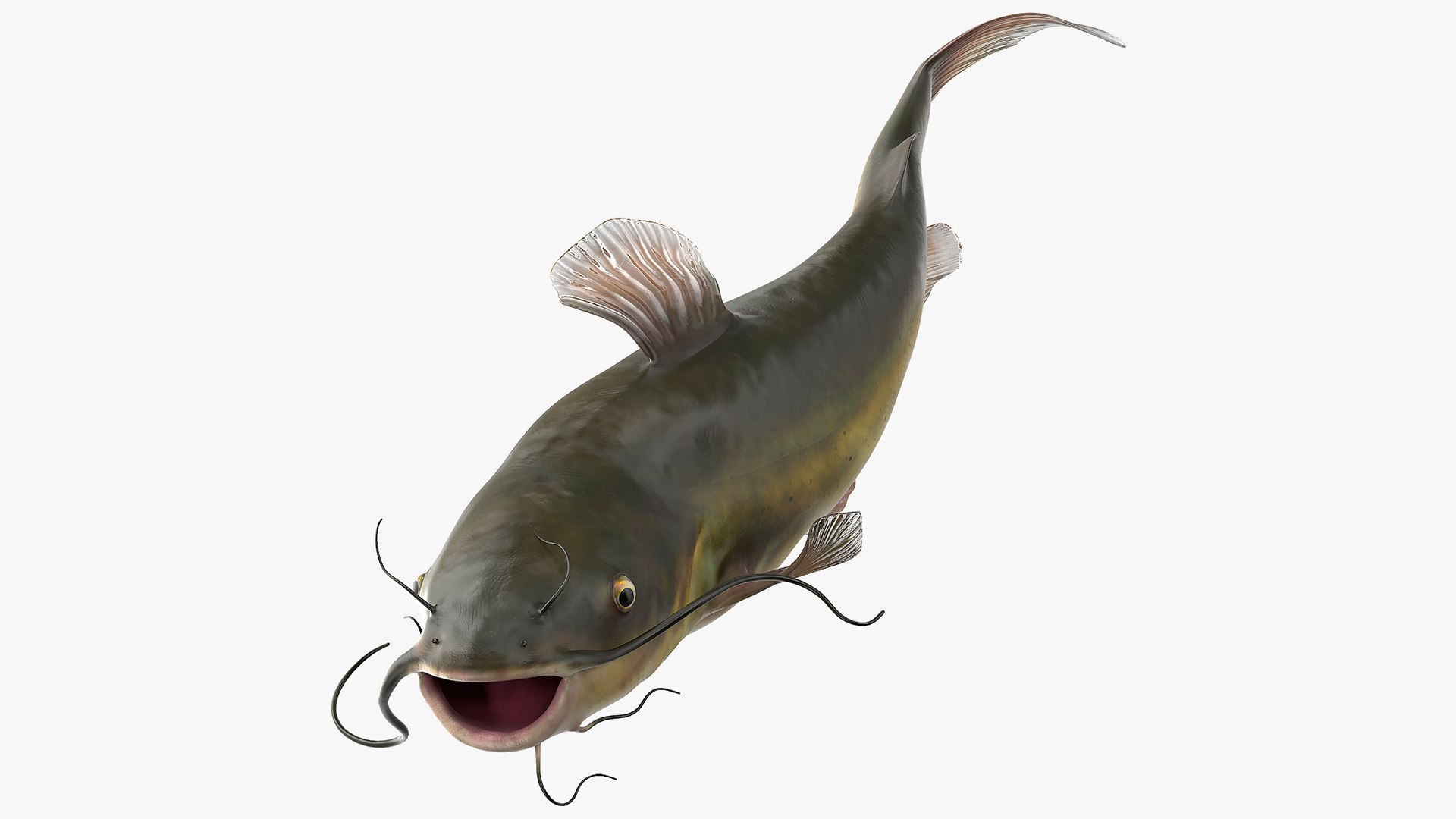 3D Channel Catfish Swimming Pose - TurboSquid 1828559