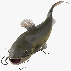3D Channel Catfish Swimming Pose