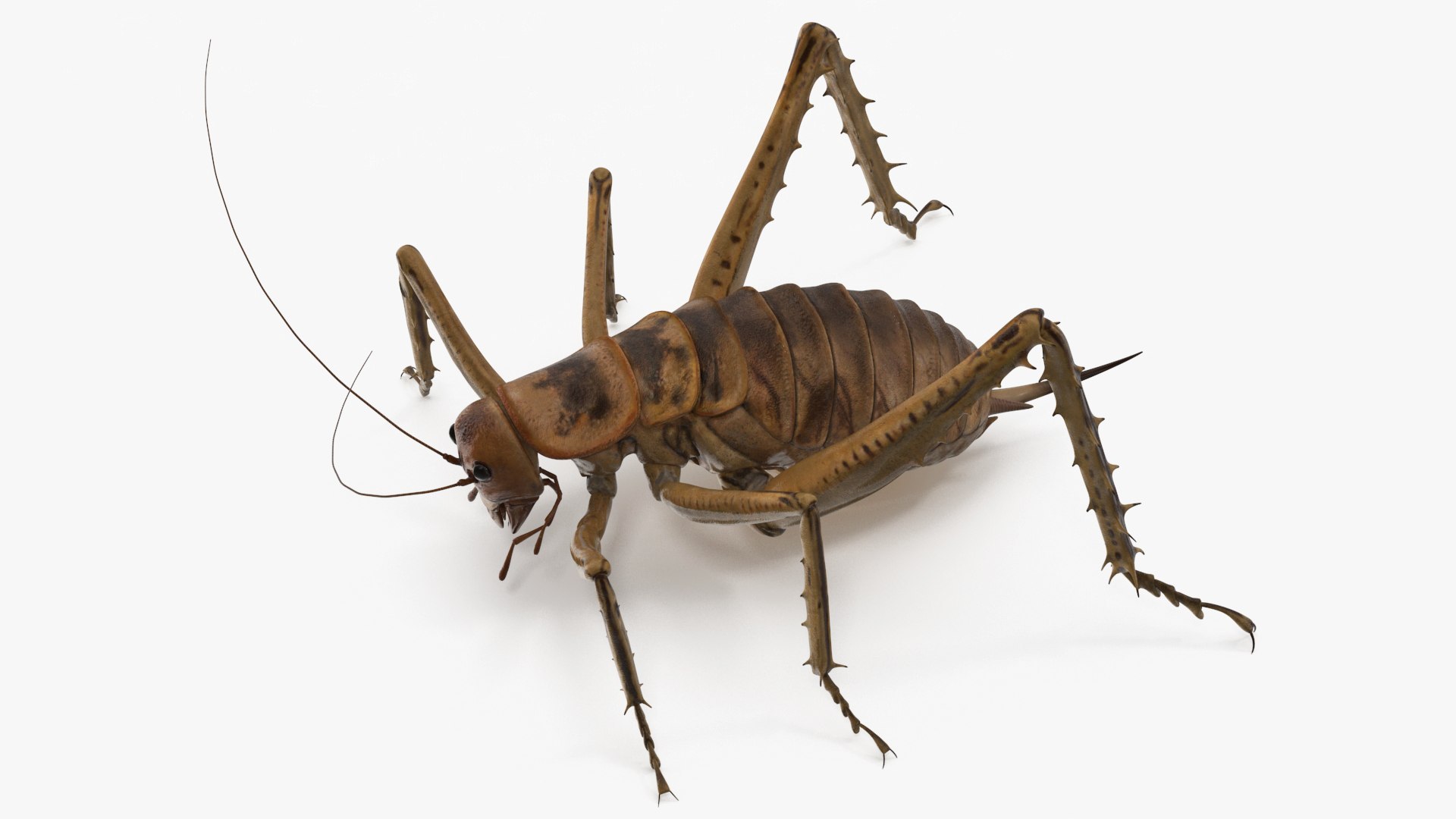 Insects Collection 2 3D model https://p.turbosquid.com/ts-thumb/5K/u9ZjJE/BK/insects_collection_2_032/jpg/1720589263/1920x1080/fit_q87/8815ef4c0d573029b994f74aad8e71ca45a922d9/insects_collection_2_032.jpg