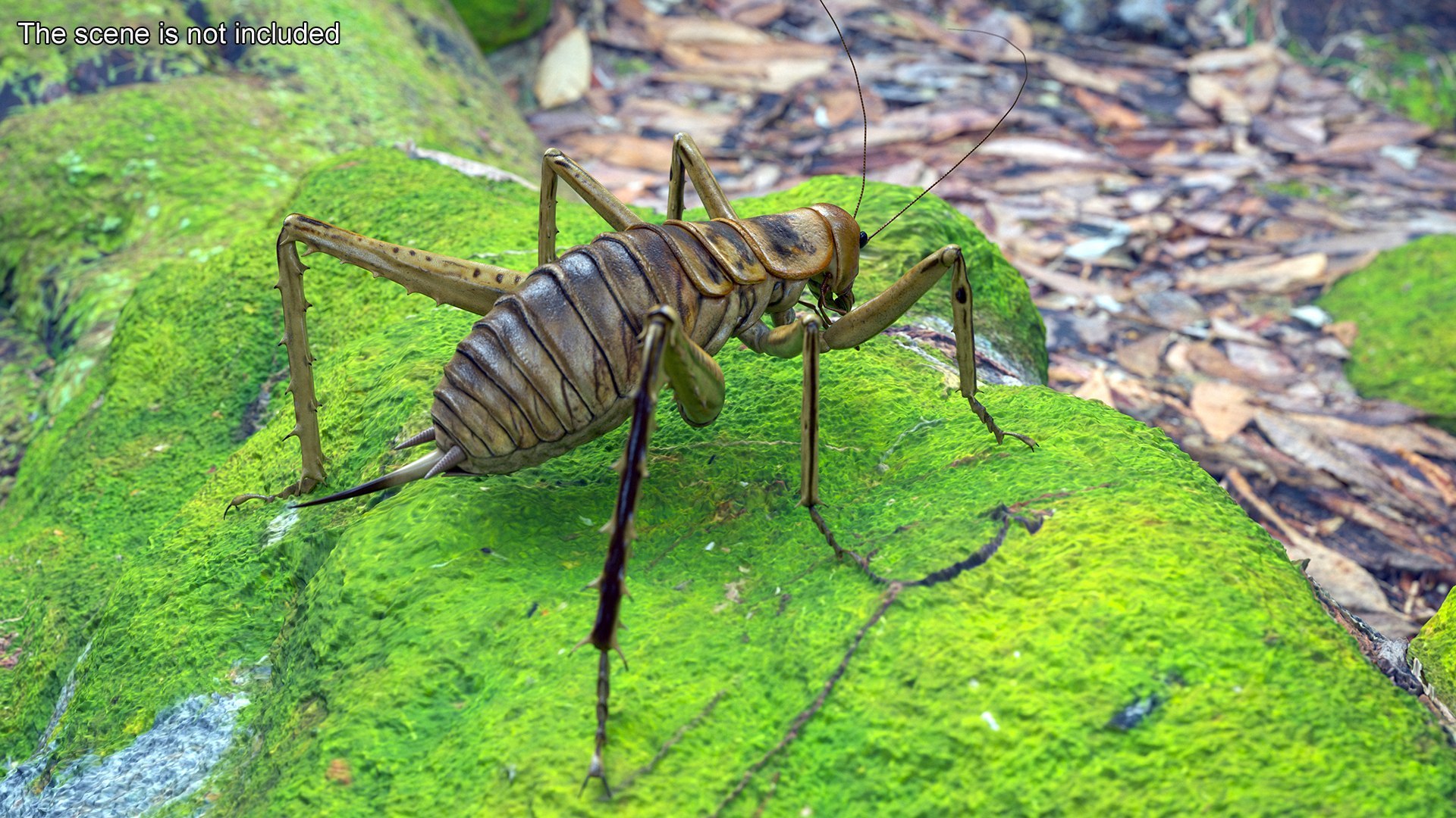 Insects Collection 2 3D model https://p.turbosquid.com/ts-thumb/5K/u9ZjJE/CC/insects_collection_2_027/jpg/1720589261/1920x1080/fit_q87/dcea0e7084af6f69fa51543d1dfe600fea872ef3/insects_collection_2_027.jpg