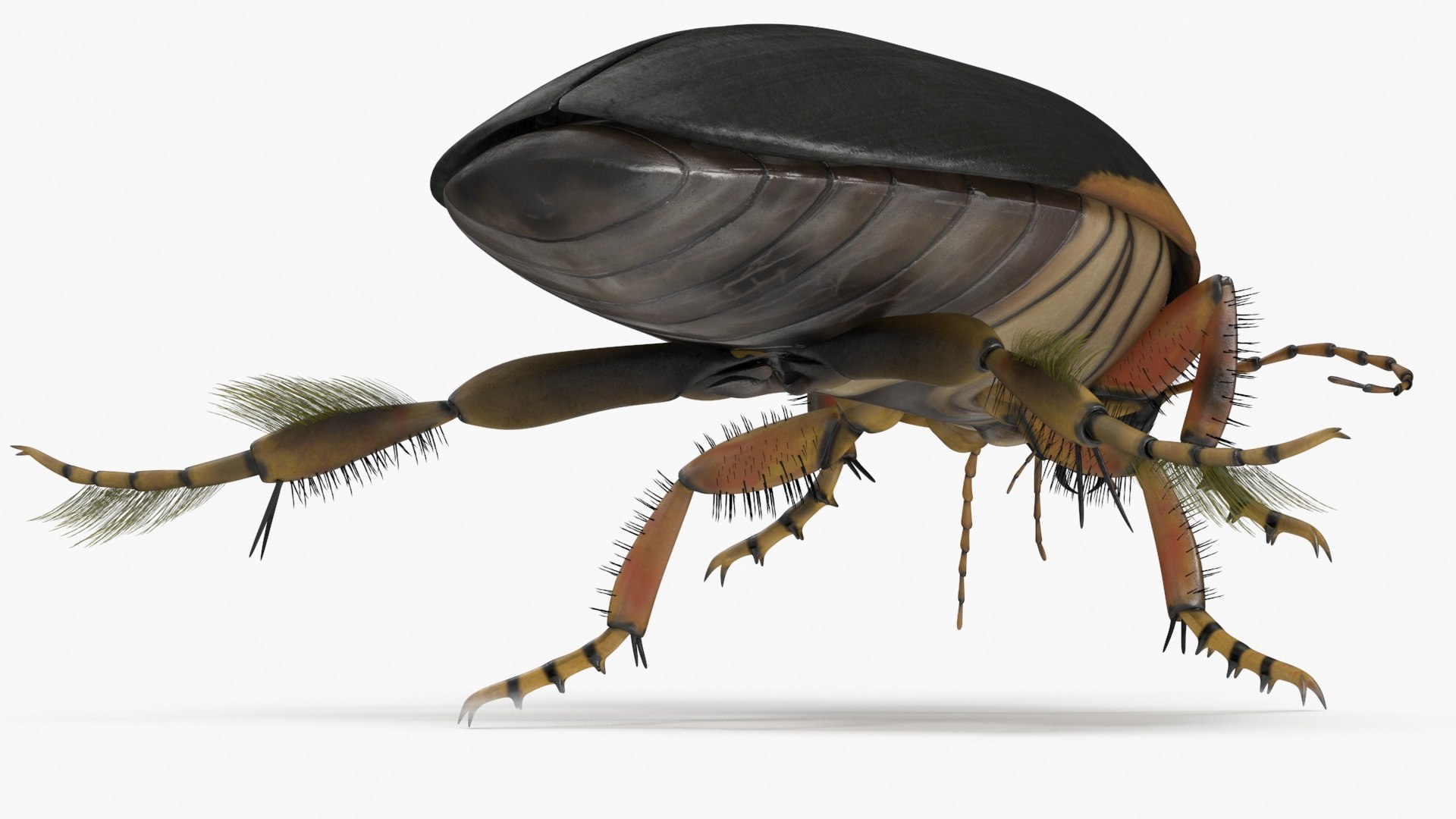 Insects Collection 2 3D model https://p.turbosquid.com/ts-thumb/5K/u9ZjJE/Jo/insects_collection_2_011/jpg/1720589250/1920x1080/fit_q87/f178a14d55e6203717aa472efcd3bb0bb04d3bdb/insects_collection_2_011.jpg