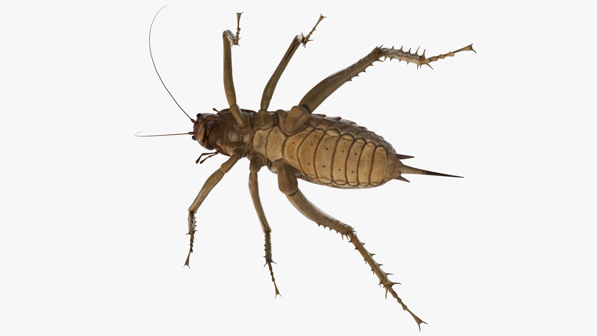 Insects Collection 2 3D model https://p.turbosquid.com/ts-thumb/5K/u9ZjJE/Kc/insects_collection_2_033/jpg/1720589264/1920x1080/fit_q87/ed1867df809b39cb5d949bde883dcd21cc5a78ba/insects_collection_2_033.jpg