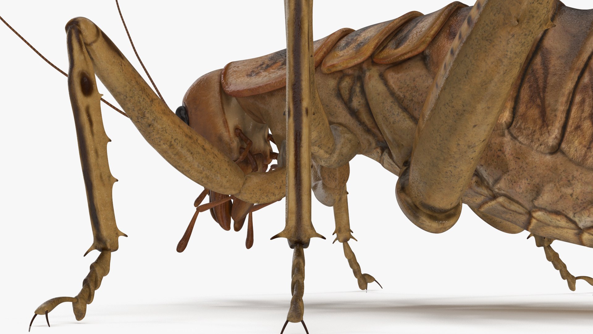 Insects Collection 2 3D model https://p.turbosquid.com/ts-thumb/5K/u9ZjJE/Lg/insects_collection_2_038/jpg/1720589267/1920x1080/fit_q87/e2a75ad7bff2d037c3a0af006e023a4177778c86/insects_collection_2_038.jpg