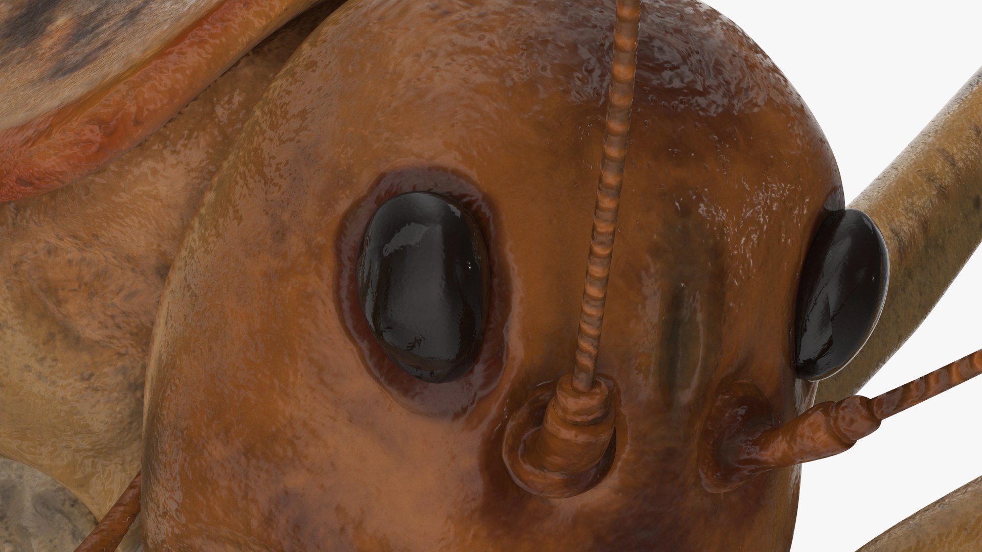 Insects Collection 2 3D model https://p.turbosquid.com/ts-thumb/5K/u9ZjJE/MR/insects_collection_2_036/jpg/1720589266/1920x1080/fit_q87/c9b095162d28d380aa6a57796597df7bea28eca9/insects_collection_2_036.jpg