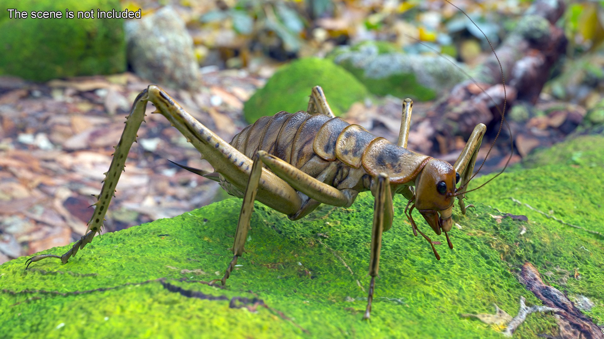 Insects Collection 2 3D model https://p.turbosquid.com/ts-thumb/5K/u9ZjJE/Oz/insects_collection_2_024/jpg/1720589259/1920x1080/fit_q87/6c0e091a8598719f024b6136b3029d9c20834534/insects_collection_2_024.jpg