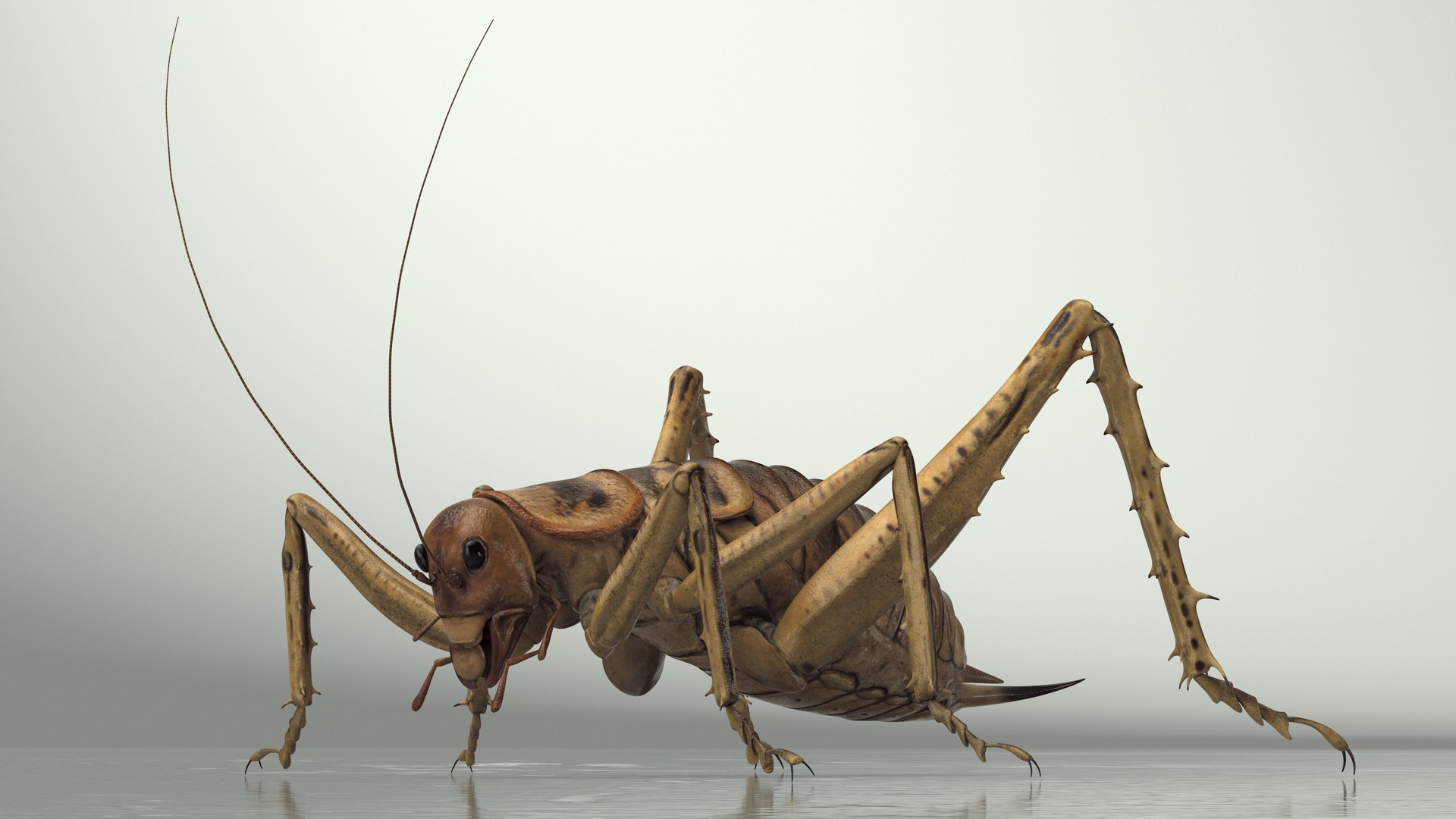 Insects Collection 2 3D model https://p.turbosquid.com/ts-thumb/5K/u9ZjJE/Xi/insects_collection_2_028/jpg/1720589261/1920x1080/fit_q87/989353b6666e6468ff769c6bb23cf88a58972c45/insects_collection_2_028.jpg
