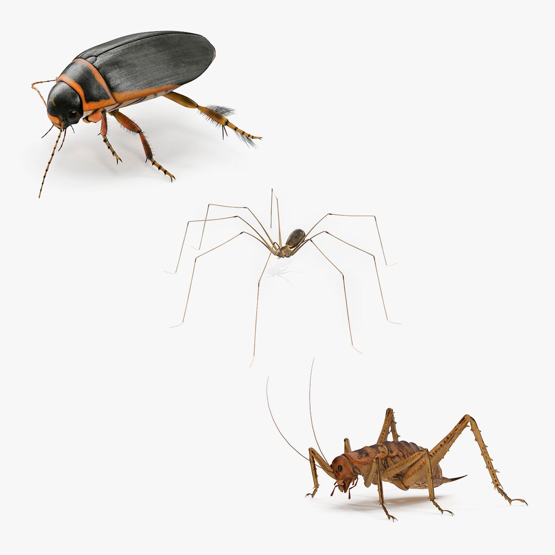 Insects Collection 2 3D model https://p.turbosquid.com/ts-thumb/5K/u9ZjJE/d3/insects_collection_2_000/jpg/1720589244/1920x1080/fit_q87/70c14a794dd87e02c7a974c6391a13950b8f25b7/insects_collection_2_000.jpg