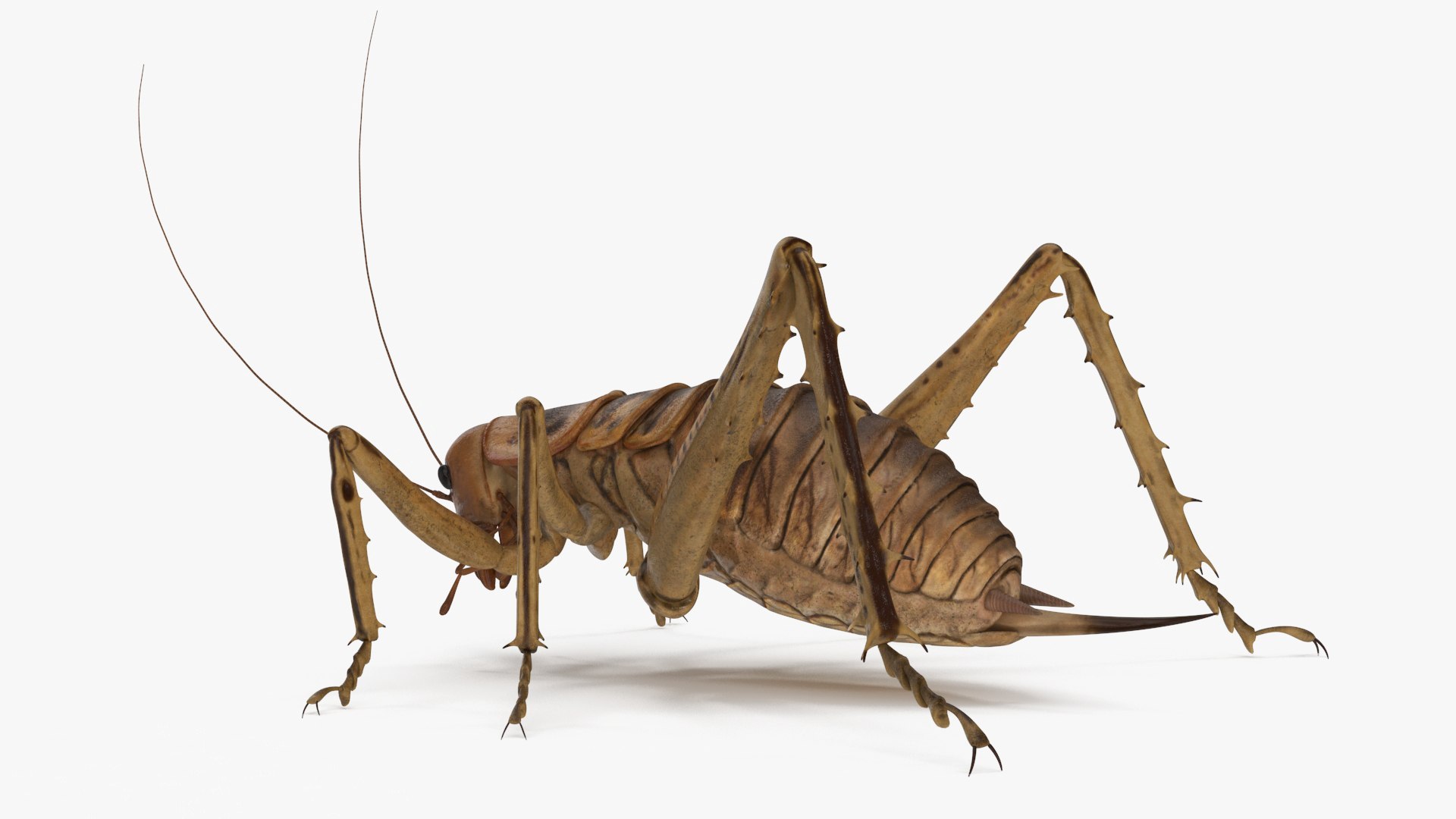 Insects Collection 2 3D model https://p.turbosquid.com/ts-thumb/5K/u9ZjJE/dO/insects_collection_2_031/jpg/1720589263/1920x1080/fit_q87/8b8ba648dfa813154c47f70f37ad363b427af7d8/insects_collection_2_031.jpg