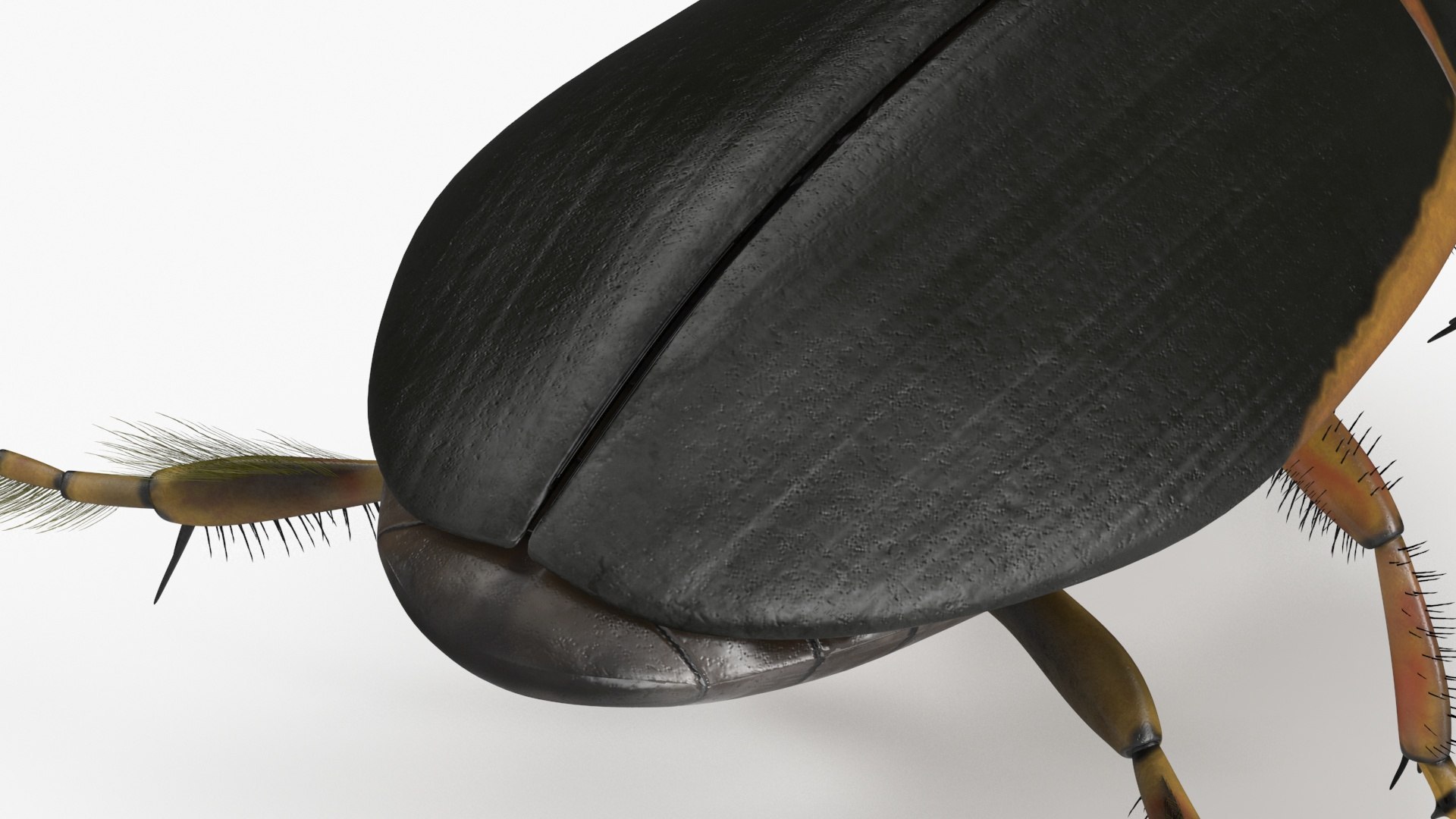 Insects Collection 2 3D model https://p.turbosquid.com/ts-thumb/5K/u9ZjJE/li/insects_collection_2_012/jpg/1720589251/1920x1080/fit_q87/b535bd750c80567ada28aceeb53d4ad7a1c91542/insects_collection_2_012.jpg