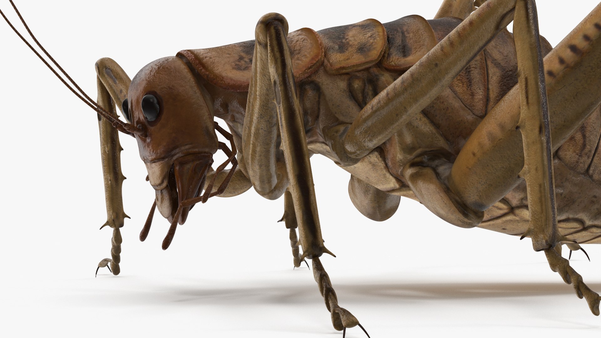 Insects Collection 2 3D model https://p.turbosquid.com/ts-thumb/5K/u9ZjJE/wP/insects_collection_2_035/jpg/1720589265/1920x1080/fit_q87/a162472dfe3a109df83e3befe9a83097299ba7a3/insects_collection_2_035.jpg