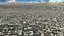 Arabic  City Large