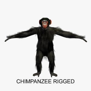 rigged chimpanzee chimp 3d model