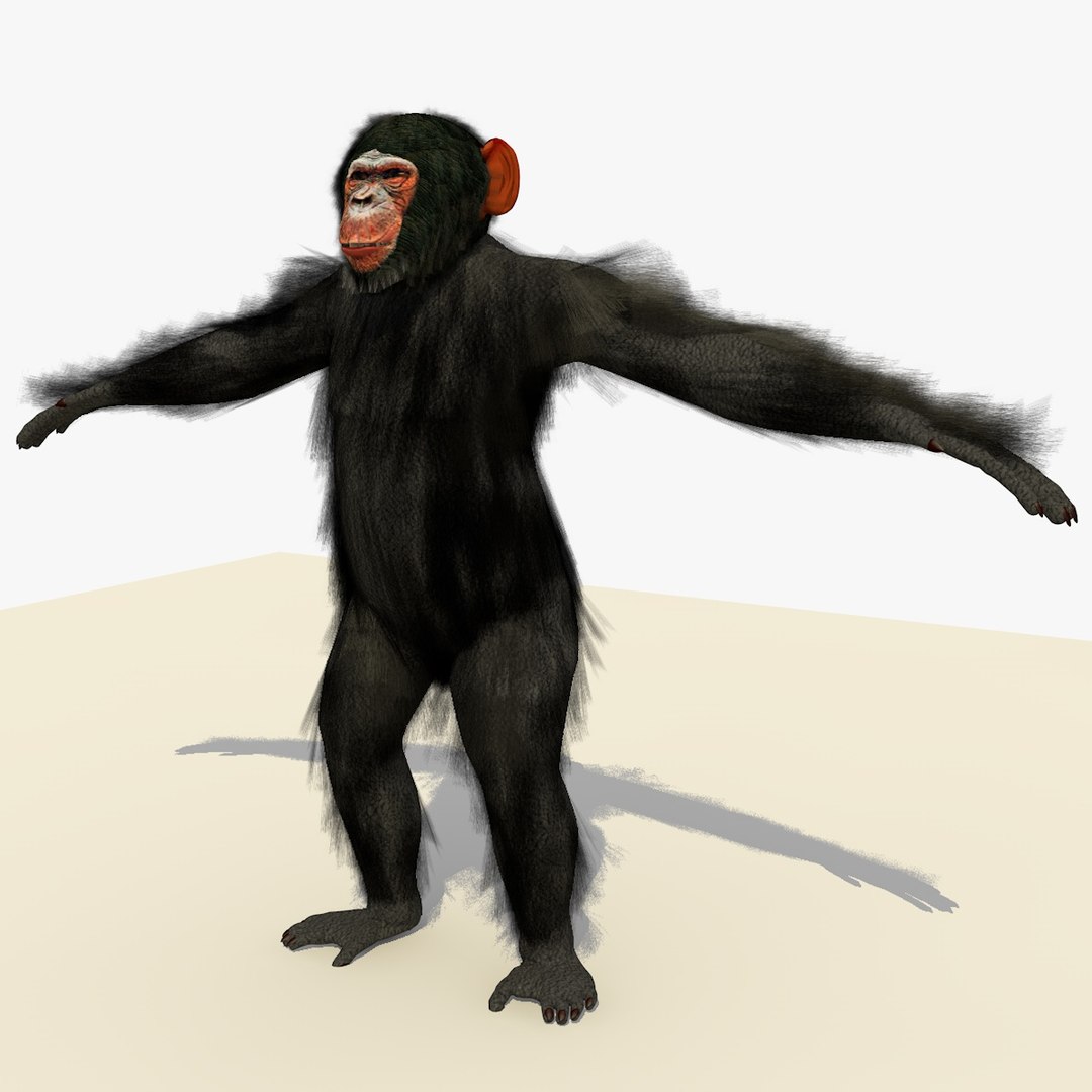 Rigged Chimpanzee Chimp 3d Model