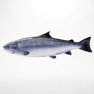 3d salmon fish