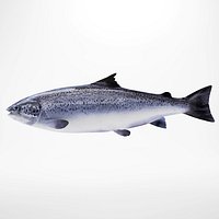 Salmon trout