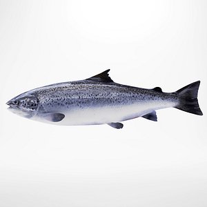 Salmon trout